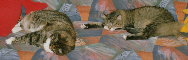 ....Goodbye Tiger....I still miss you....